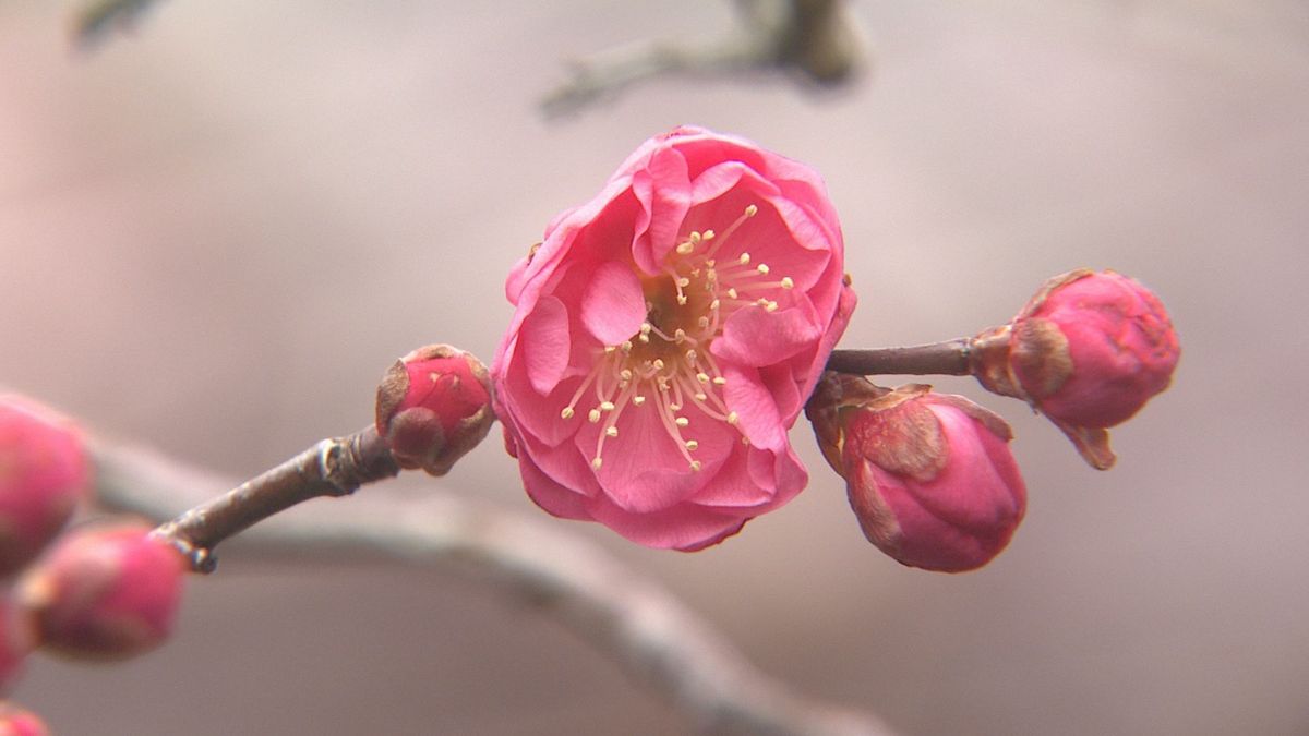 「立春の前の開花は珍しい」早咲きのウメ　例年より10日早く開花　鶴岡市の致道館　