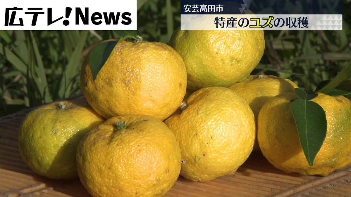 ユズの収穫　まろやかな味が特徴の特産品　広島県安芸高田市