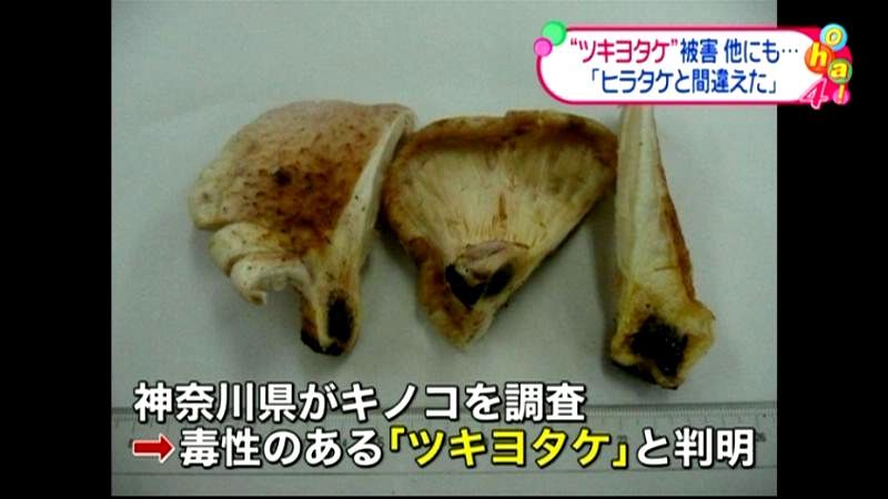毒キノコ「ツキヨタケ」食べ３人“食中毒”