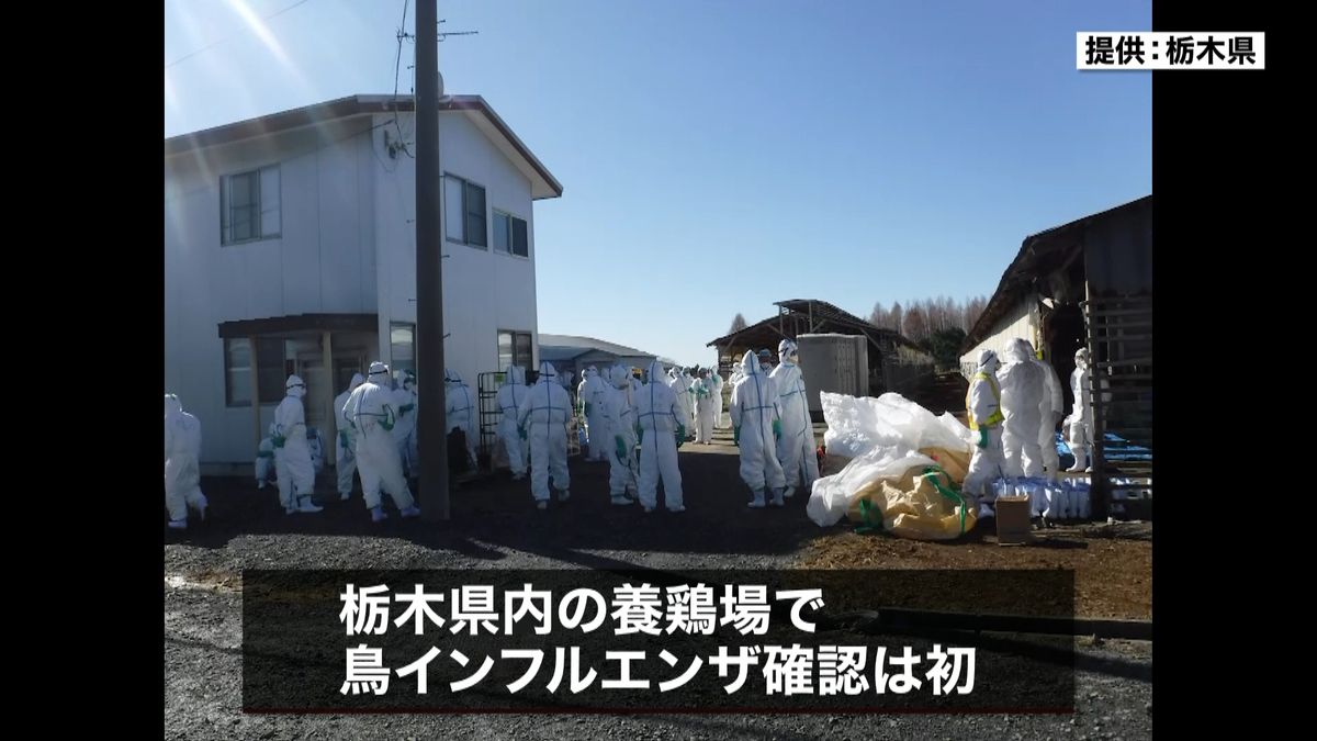 栃木県の養鶏場で「鳥インフルエンザ」
