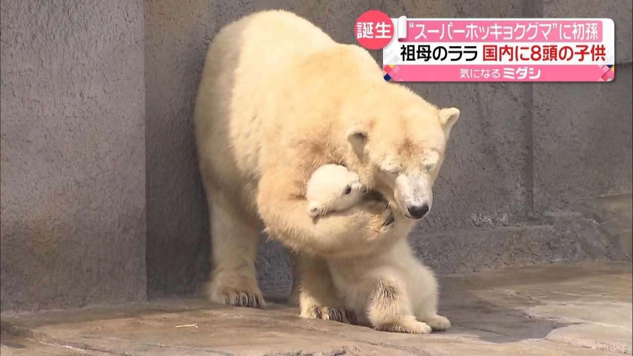 スーパーホッキョクグマ”の初孫 一般公開へ 旭山動物園｜日テレNEWS NNN