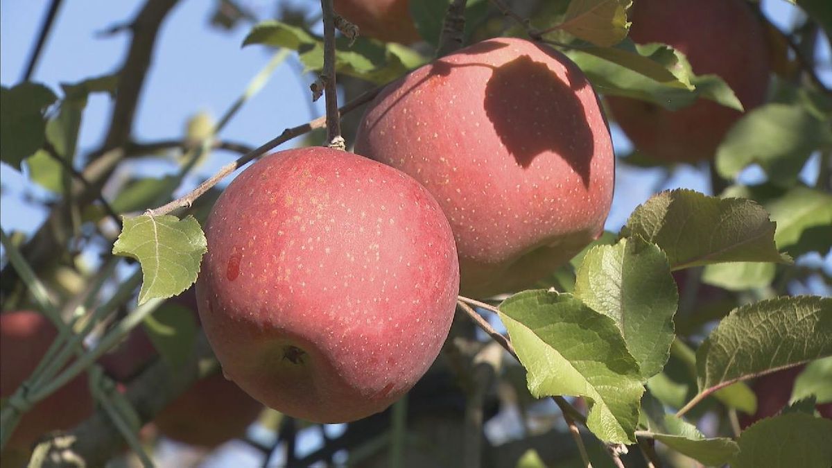 歯ごたえ良く蜜もたっぷり　特産の「飛騨りんご」の収穫　岐阜・高山市