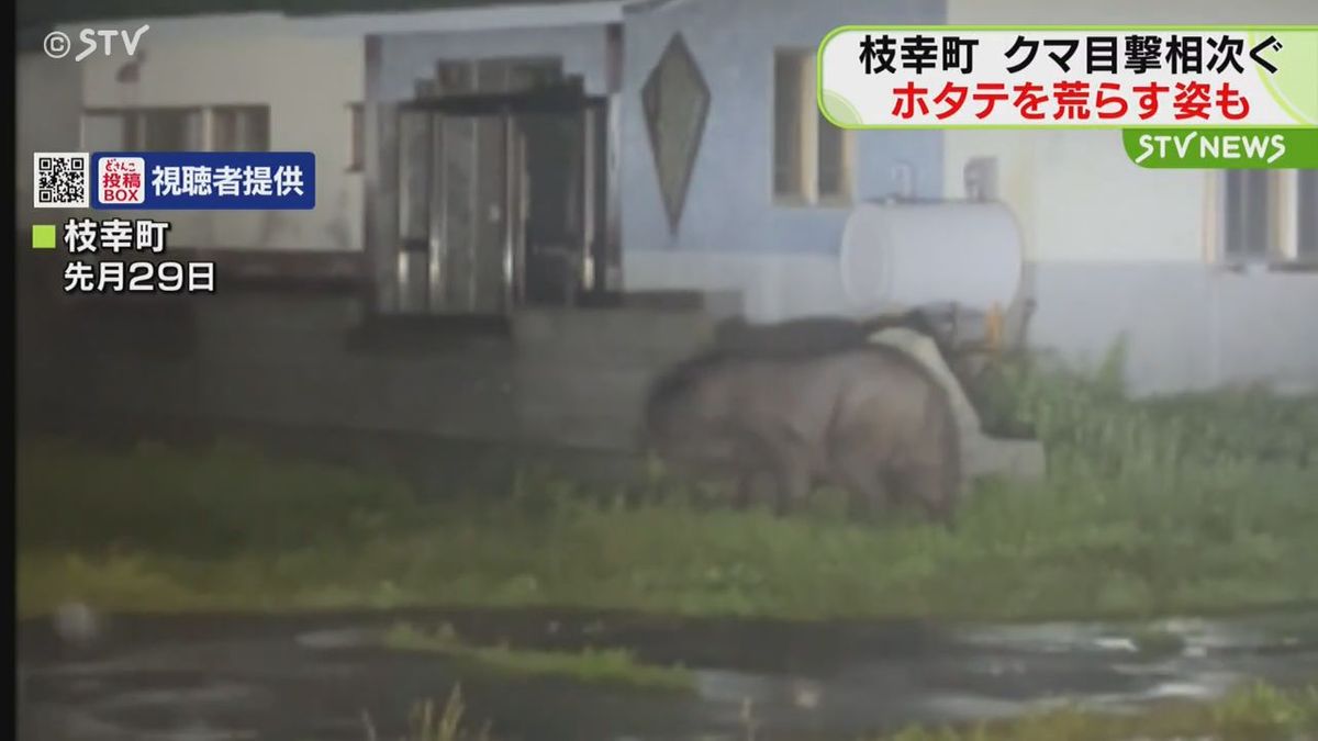 【緊張】７月から目撃３０件以上のオホーツク・枝幸町　クマ住宅街うろつく＆ホタテ荒らす姿も