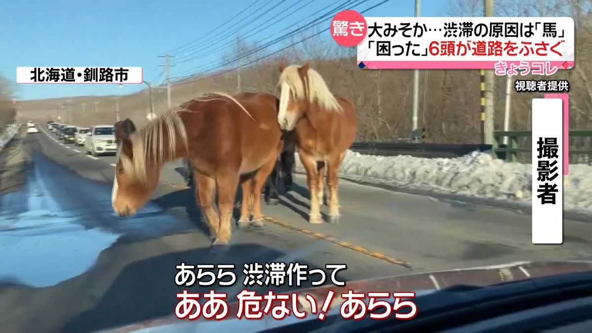 「あらら」大みそか…渋滞の原因は「馬」　6頭が道路ふさぐ　北海道