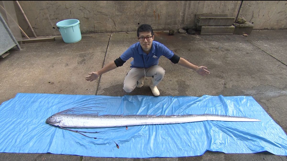 神秘の魚リュウグウノツカイ　富山湾で捕獲