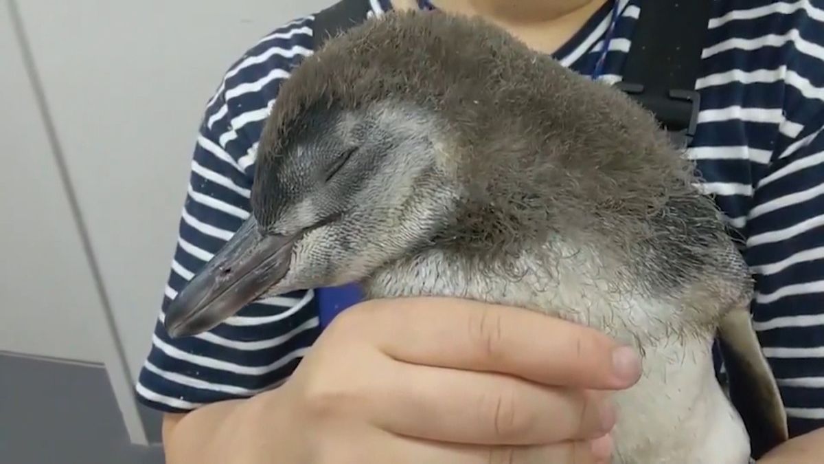 デビュー目前・赤ちゃんペンギンの“訓練”