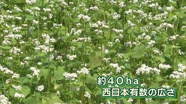白く可憐なソバの花　豊後高田で咲き誇る　西日本有数の作付け面積　大分