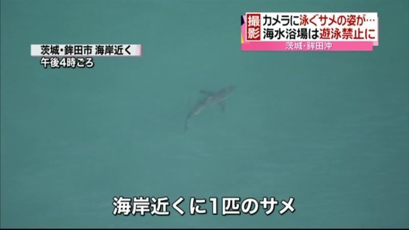 茨城沖にサメ　日本テレビのカメラが確認
