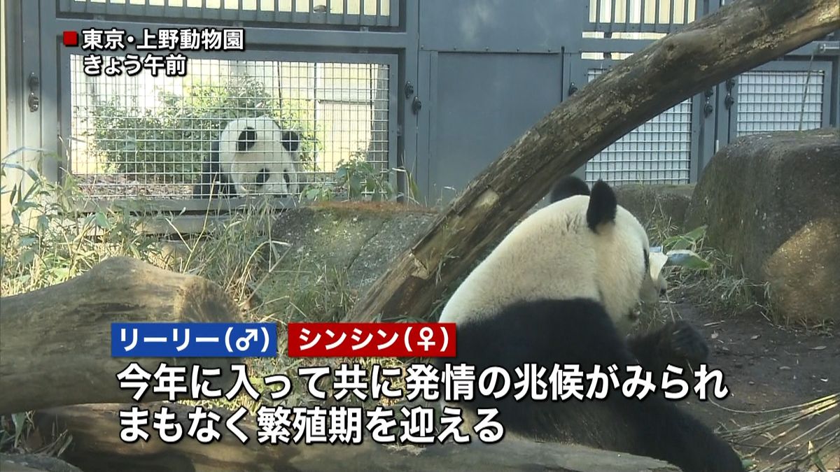 パンダ２頭…繁殖準備で同居へ　上野動物園