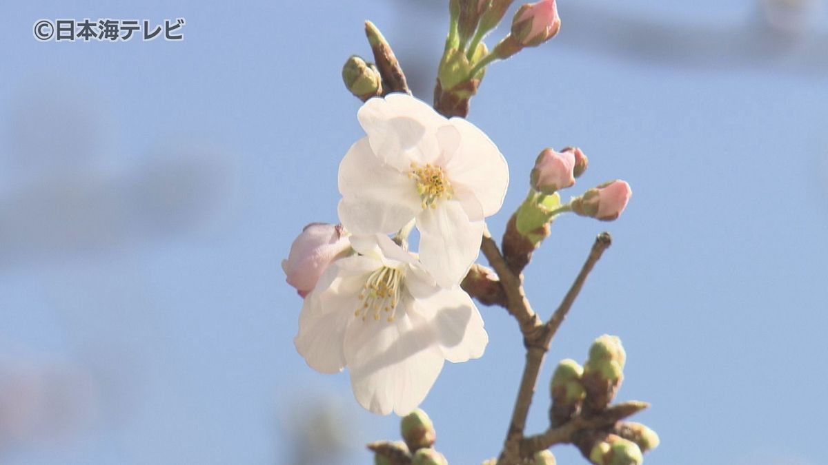 【速報】鳥取で桜の開花発表　ソメイヨシノの標本木で5輪の花の開花を確認　鳥取県・鳥取地方気象台