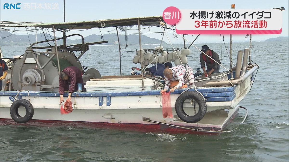 イイダコの放流「地域の水産資源を守ろう」香川県が漁業者と連携