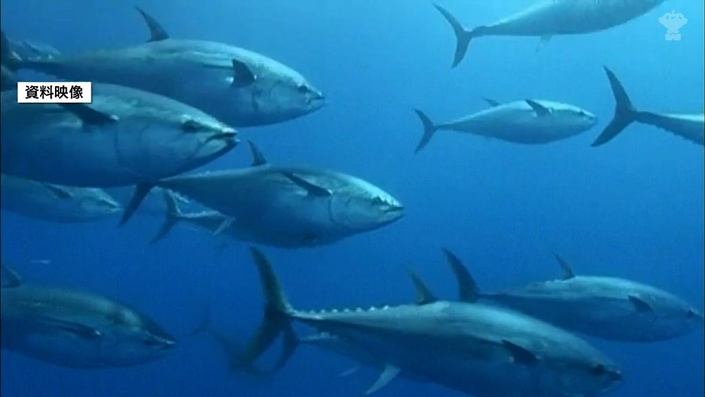 クロマグロ漁獲枠１・５倍増で合意　国際会議きのう閉幕