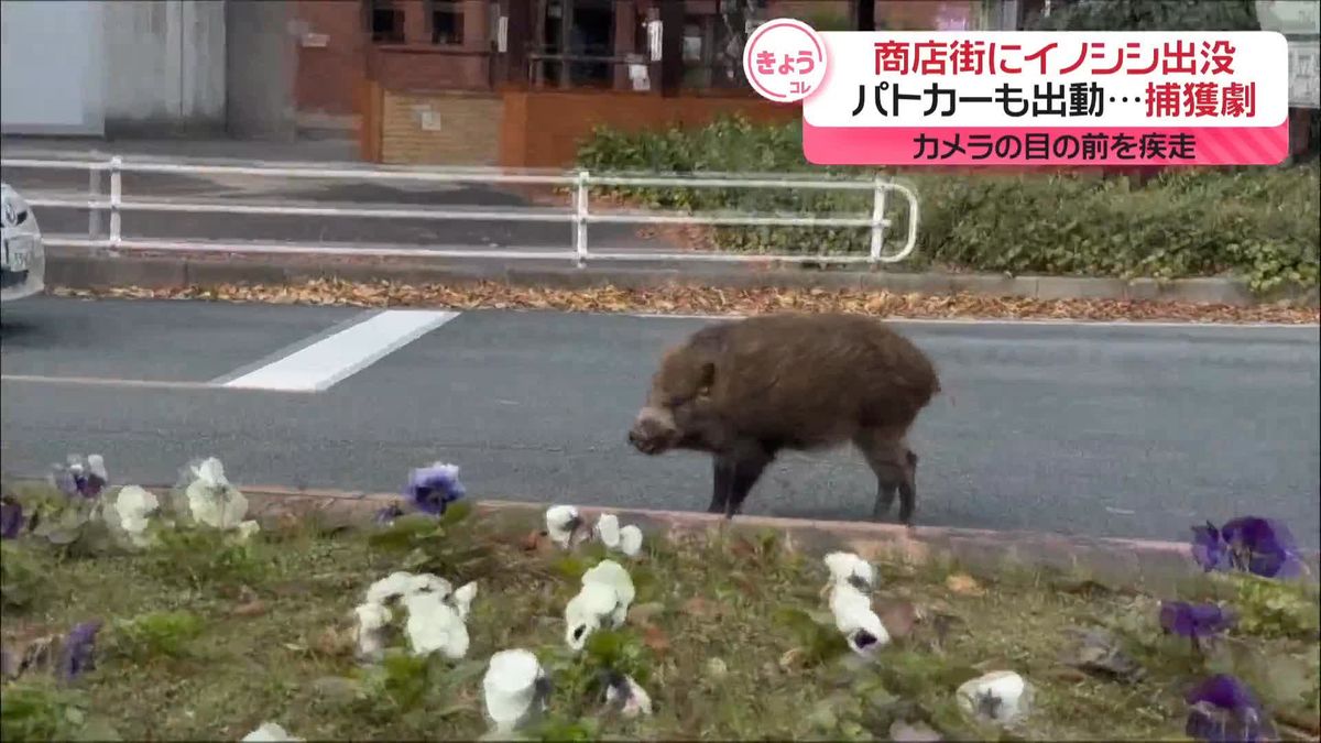 商店街にイノシシ出没　パトカーも出動、約2時間にわたる“捕獲劇”も…　山口市