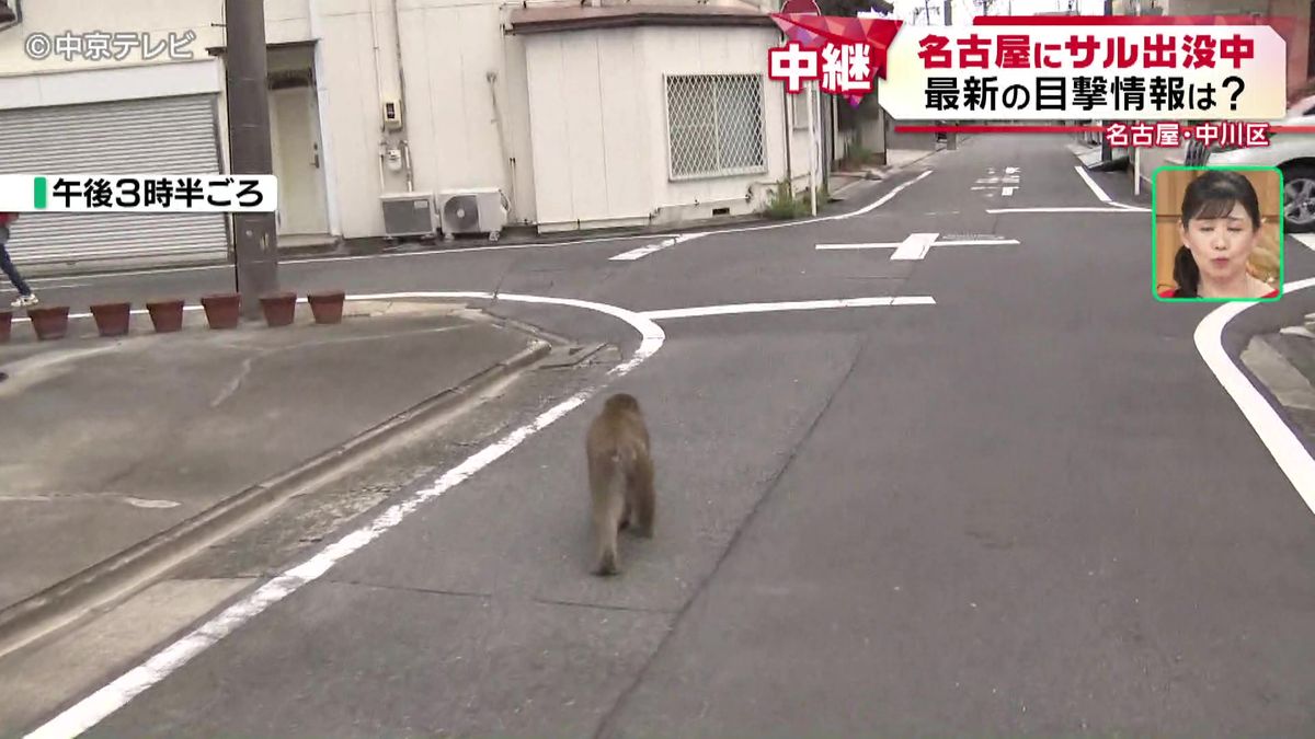 【名古屋市内にサル出没中】15日は港区や中川区で通報相次ぐ　遭遇したら目合わせず離れて