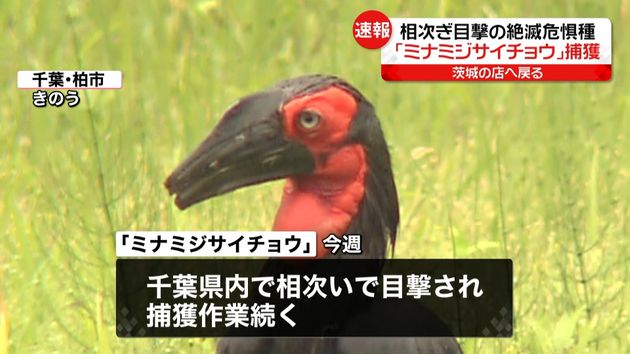 ２年前に逃走 絶滅危惧種の鳥を捕獲 千葉