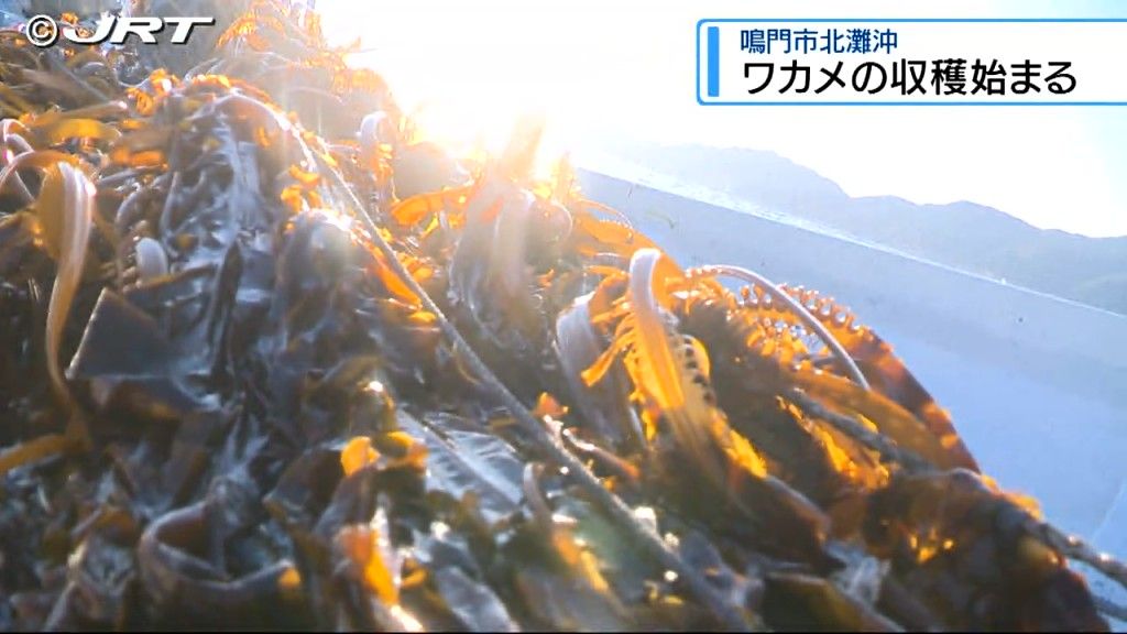 鳴門市の北灘沖で、特産の「鳴門わかめ」の収穫が始まった【徳島】