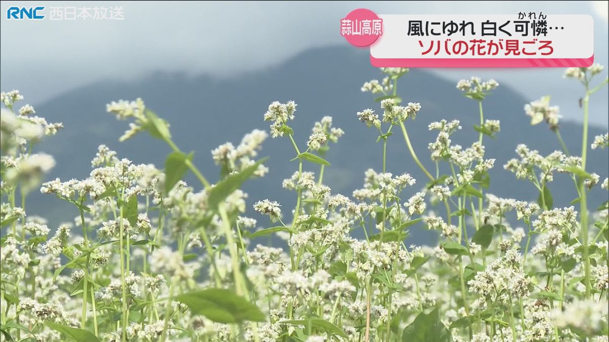 ソバの花　蒜山高原で見ごろ