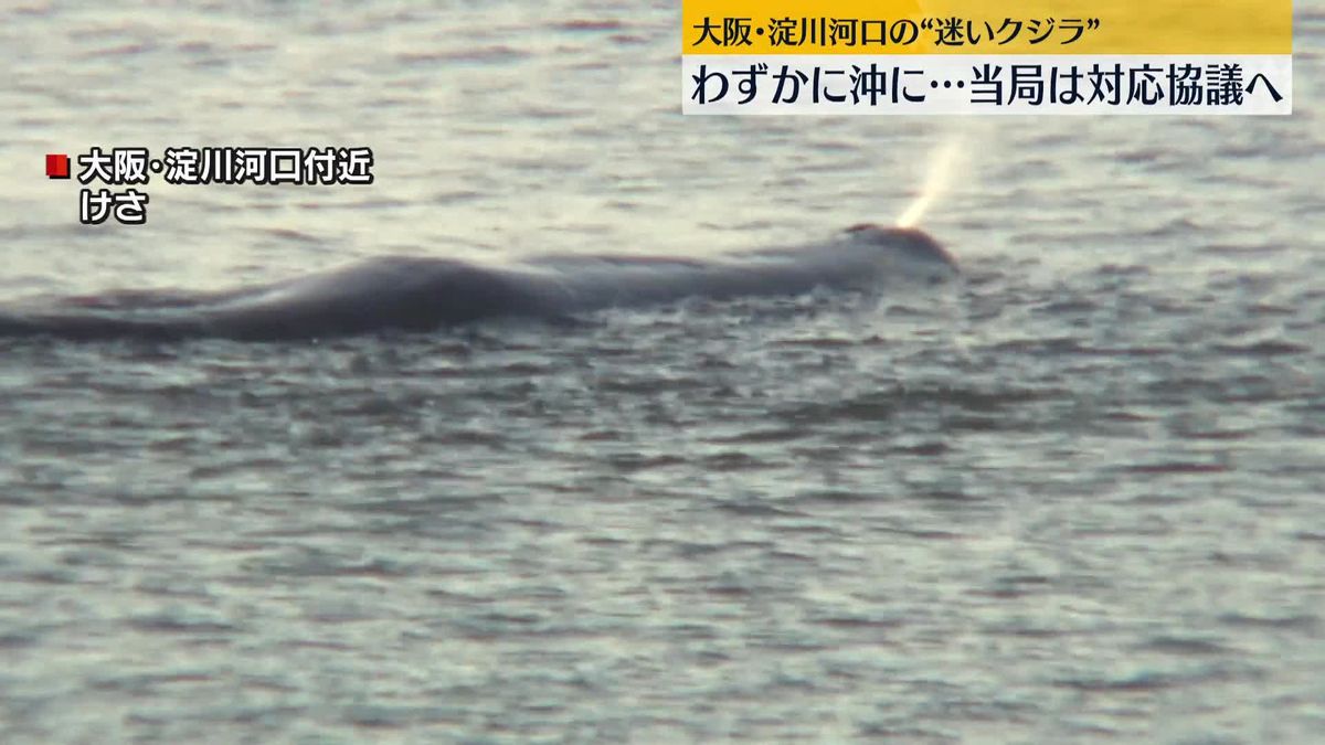 大阪・淀川河口の“迷いクジラ”きょうも付近に…当局は対応を協議