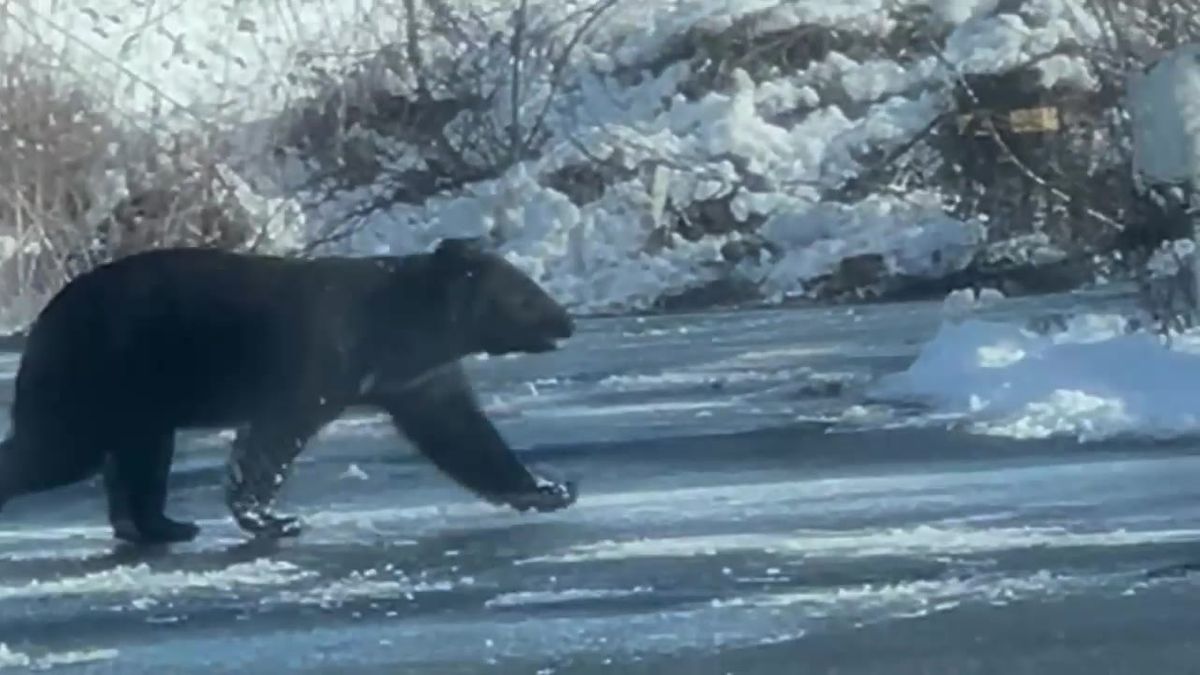 【小学校の校舎にクマ侵入】けが人なし　窓ガラスを割って逃げる　花巻・岩手