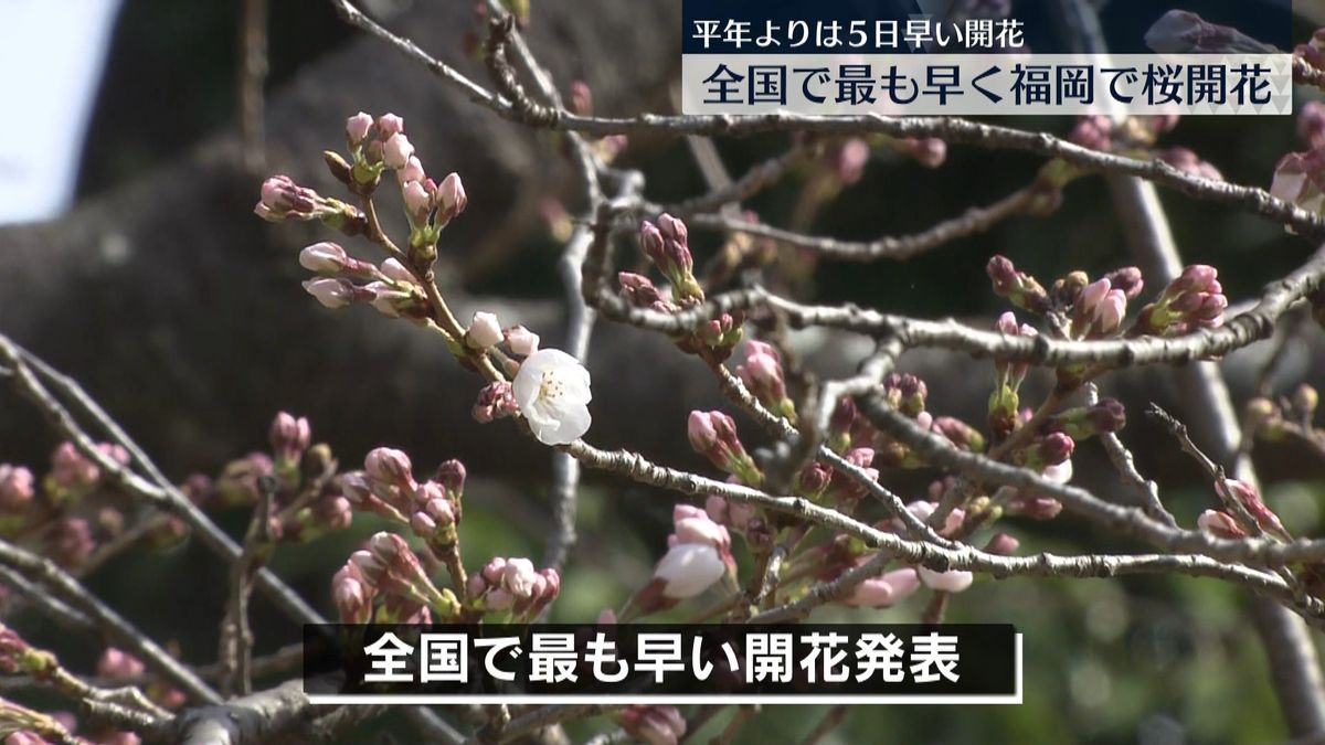 全国で最も早い…福岡で桜開花