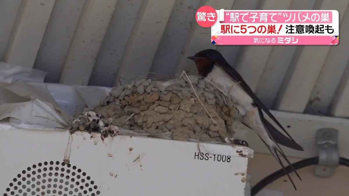 ツバメが今年も“駅で子育て”　巣は5つも！　駅の利用者「かわいくて癒やし」　東京・国立