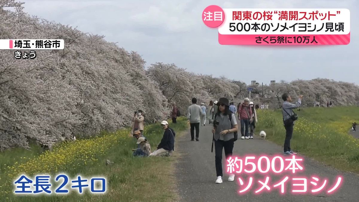 今が見頃！　まだ間に合う関東の“桜満開スポット”　約500本のソメイヨシノが河川敷に