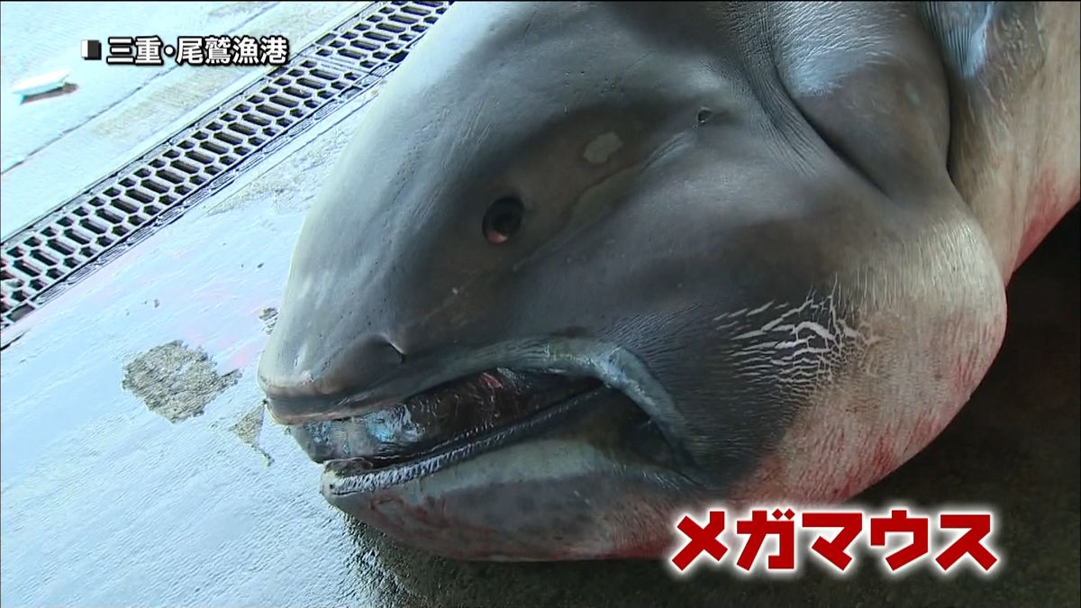 幻のサメ「メガマウス」捕獲される　尾鷲市