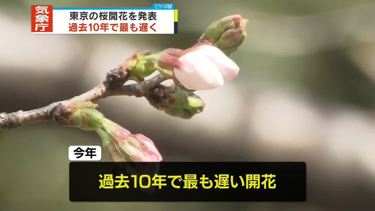 【速報】東京の桜ようやく開花　過去10年で最も遅い開花　気象庁