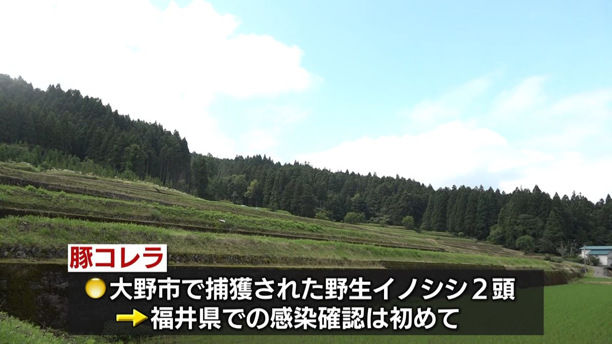 イノシシが豚コレラ感染　福井県内で初確認