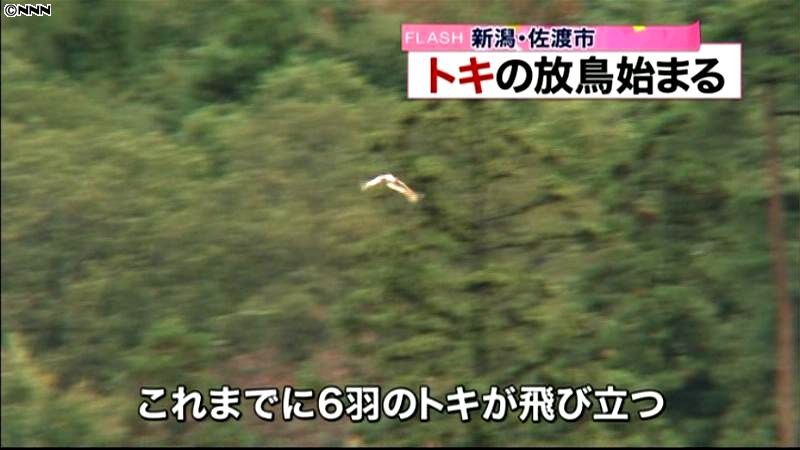 ３回目のトキ放鳥、６羽が飛び立つ　新潟