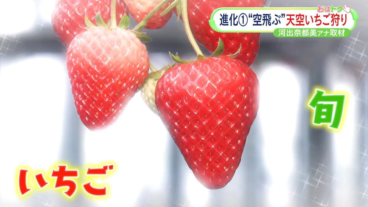 ナイトプールならぬ“ナイトいちご狩り”も 今が旬『進化系いちご狩り』を調査