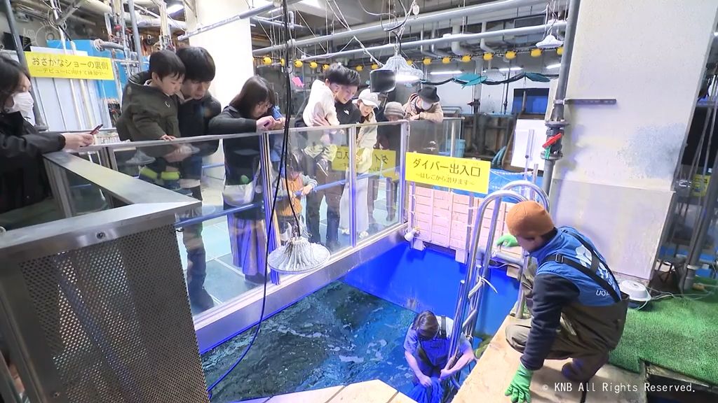 クラファンでの改修工事終了　魚津水族館の大水槽に魚