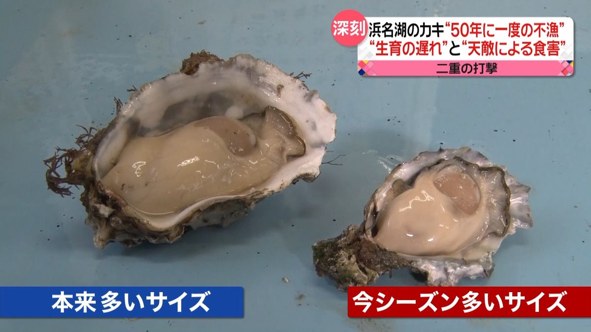 知る人ぞ知る産地「浜名湖のカキ」に異変が