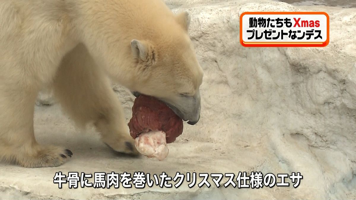 もうすぐＸマス♪動物たちに一足早く贈り物