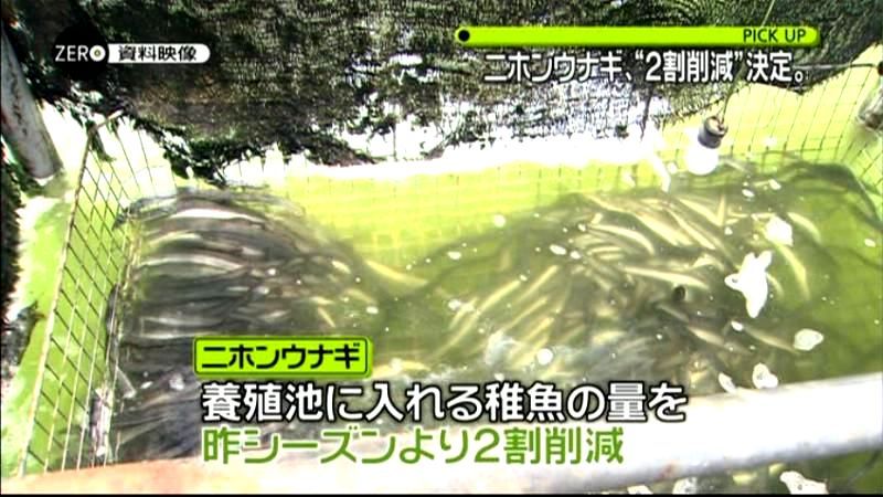 絶滅危惧種ニホンウナギで初の国際的枠組み