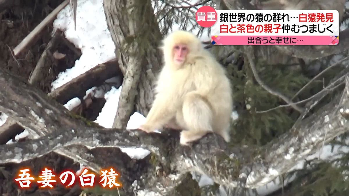 “山の神の使い”全身真っ白な「吾妻の白猿」　貴重な姿を撮影　山形・米沢市