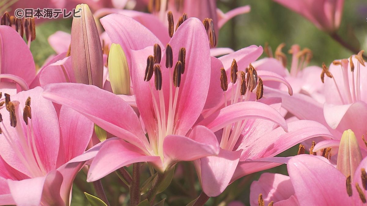 期間限定「秘密の花園」　1万球の色とりどりのユリが見頃　色の鮮やかさと上品な香りがおすすめ　鳥取県南部町