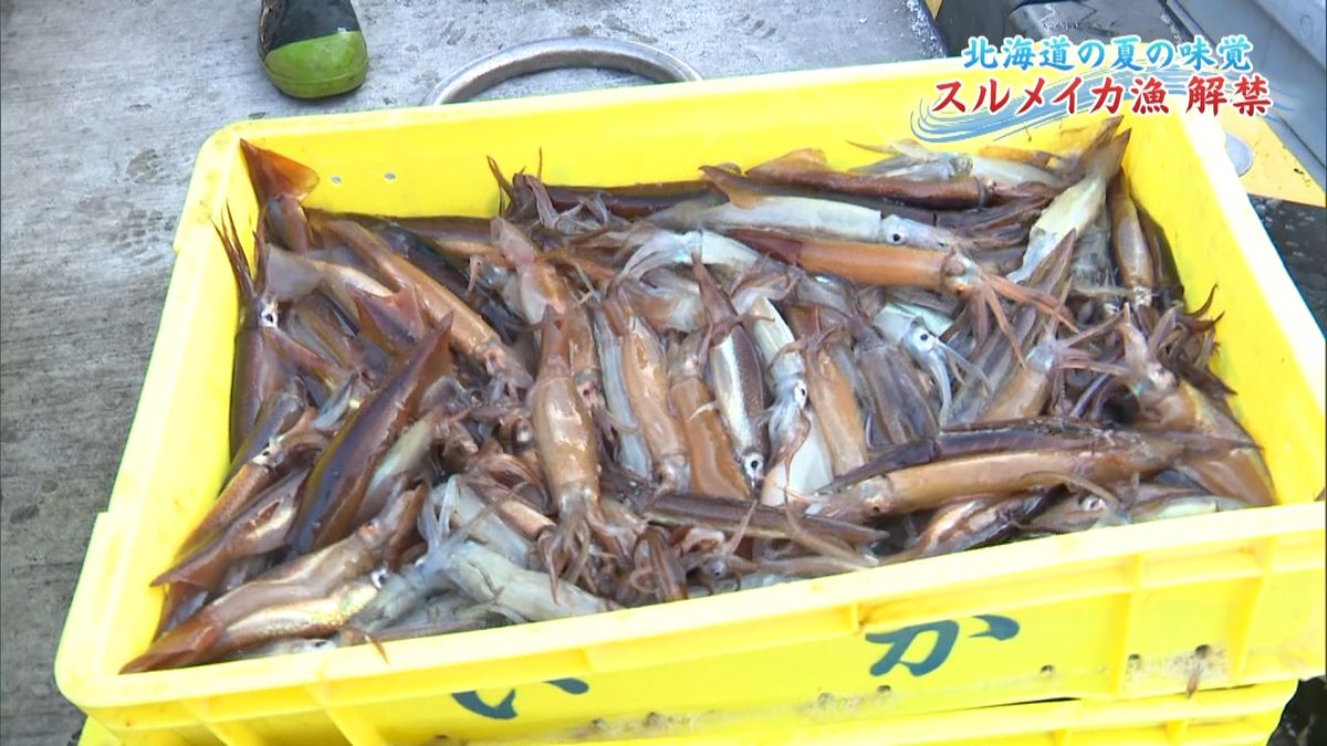 北海道の夏の味覚　スルメイカ漁が解禁
