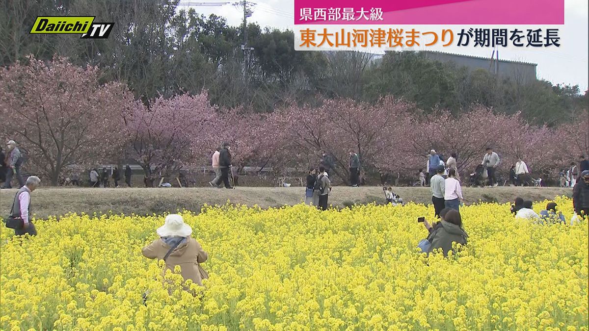 静岡県西部の河津桜名所　東大山でまつり期間延長