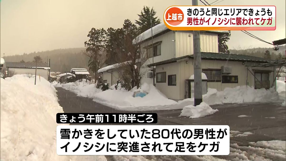 同じイノシシに襲われたか　雪かき中の男性が後ろから突進されケガ　11日も同エリアで男女2人が襲われる 《新潟・上越市》