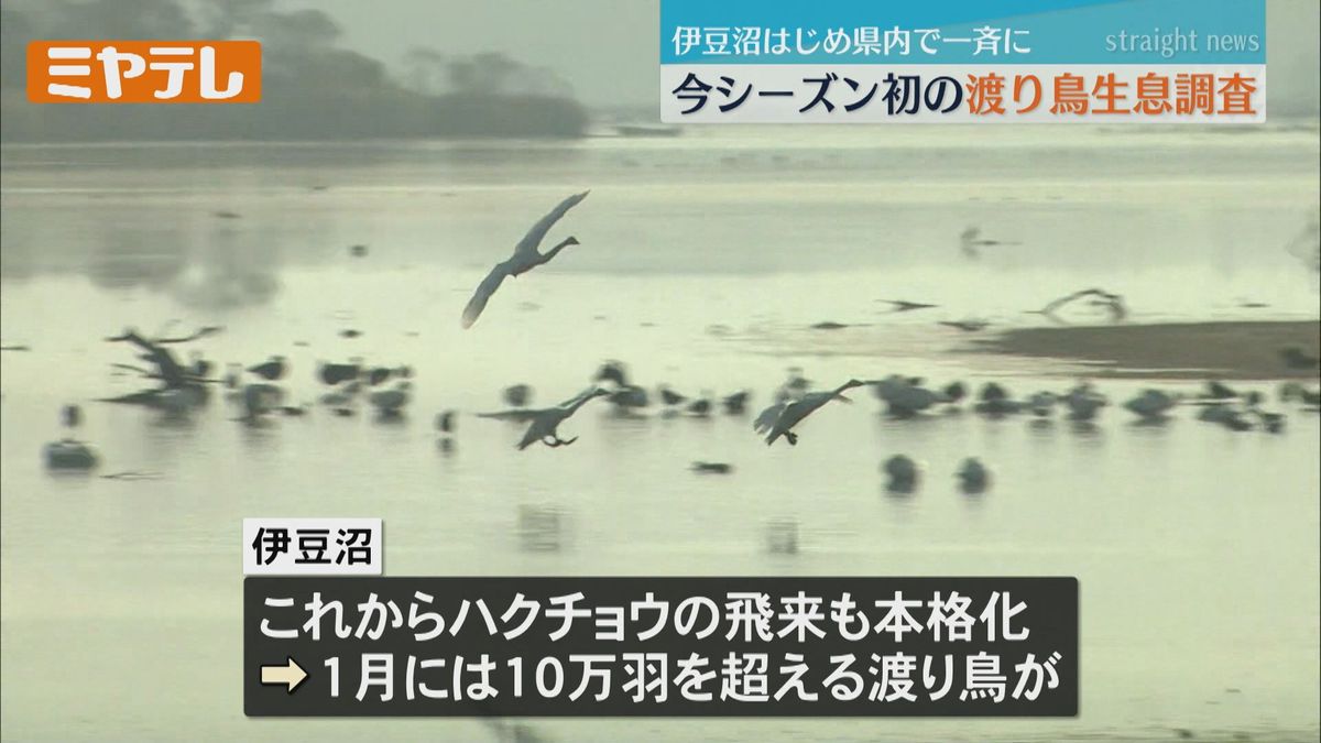 今シーズン初・渡り鳥の生息調査「猛暑も…例年並みの飛来」＜宮城＞