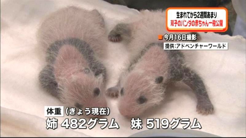 生後２週間…双子パンダ一般公開　和歌山