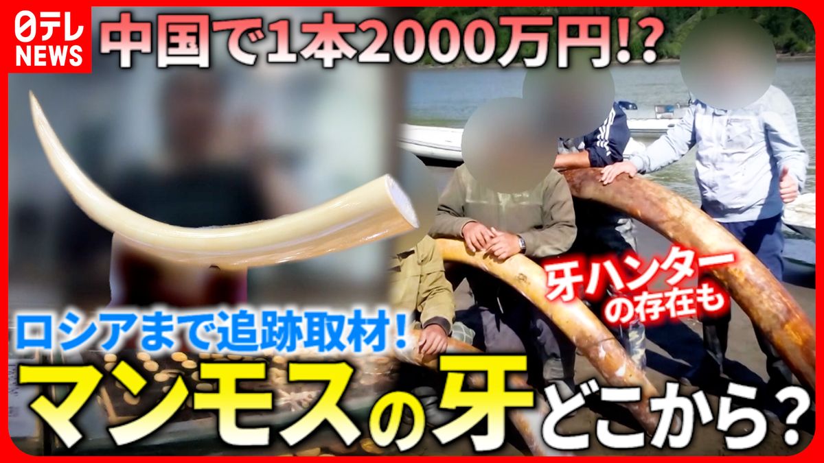 【追跡取材】"牙ハンター"の違法収集も!? 　マンモスの牙から見えた"永久凍土"　融解の危機