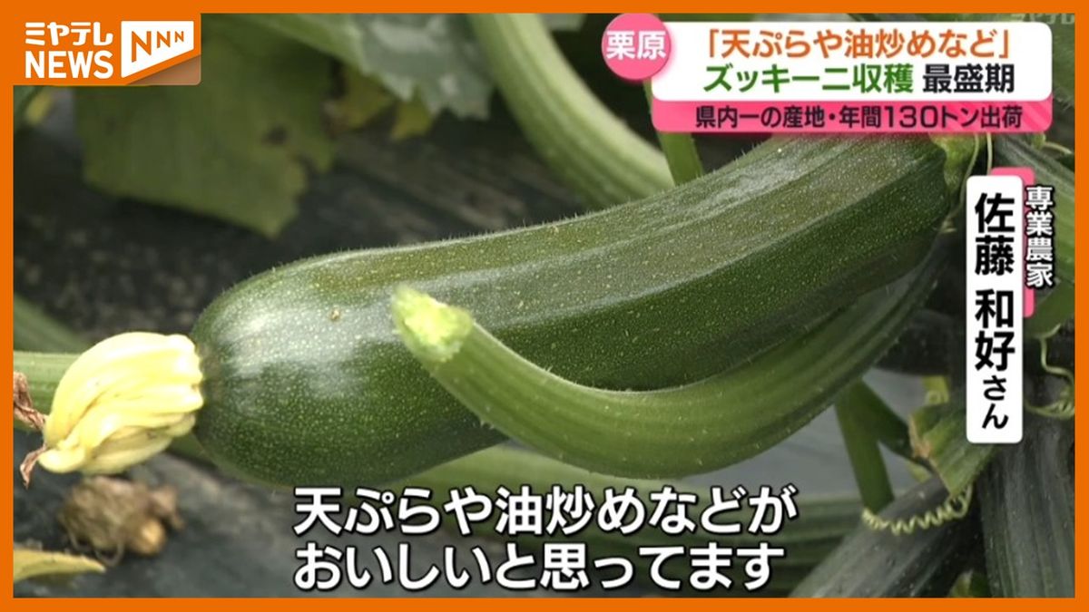 ＜特産の夏野菜・ズッキーニ＞収穫が最盛期　「天ぷら・油炒めがおいしい」（宮城・栗原市）