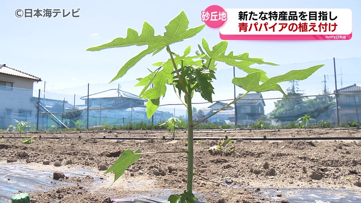 煮つけでも揚げ物でも！　鳥取県の新たな特産品として青パパイアの苗を植え付け　鳥取県北栄町　