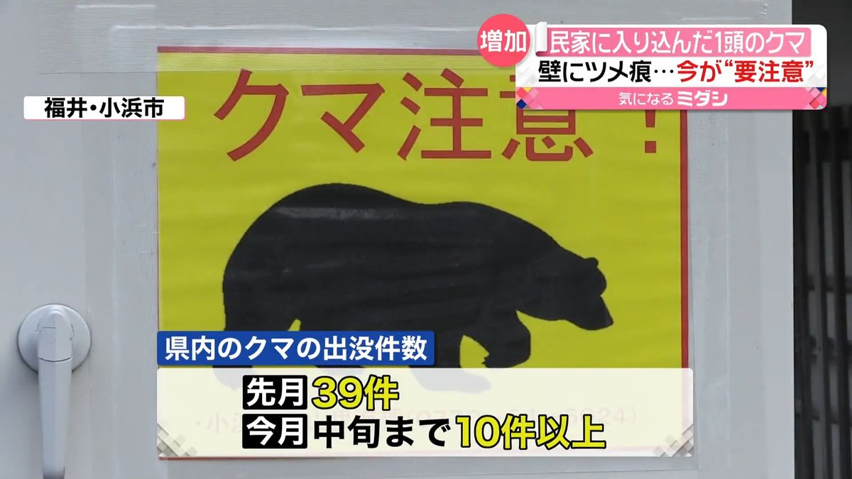 冬眠前のクマに注意！　福井県では頻繁に目撃も
