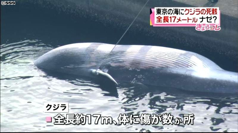 東京のふ頭にクジラの死骸　全長１７ｍ