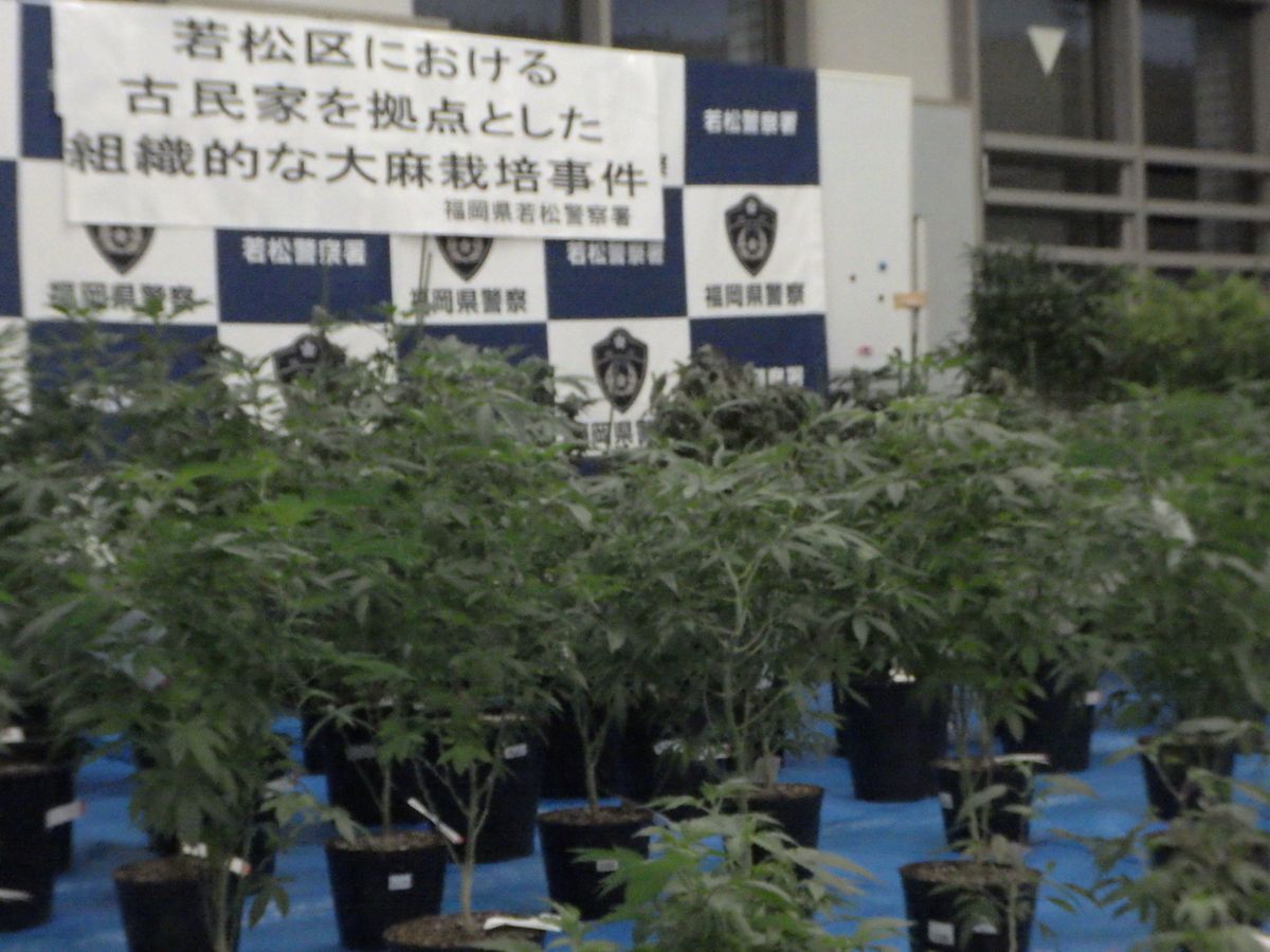 【男女10人検挙】北九州市の古民家から大量の乾燥大麻と大麻草　SNSで購入のやりとりか