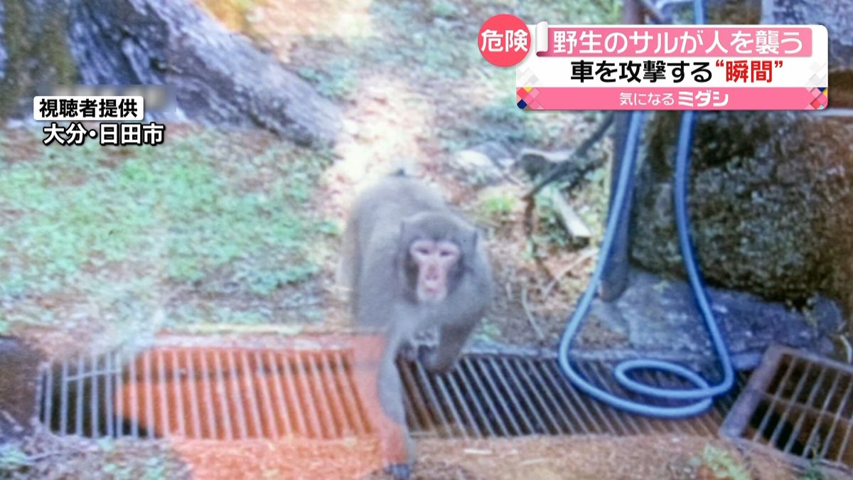 野生のサルが人を襲う　目が合った瞬間…