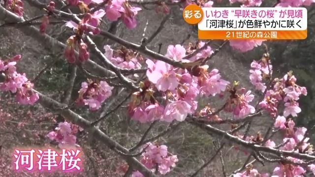 「花粉症なんですけど…」気温上昇で河津桜の開花も進む…一方で花粉は大量飛散　福島